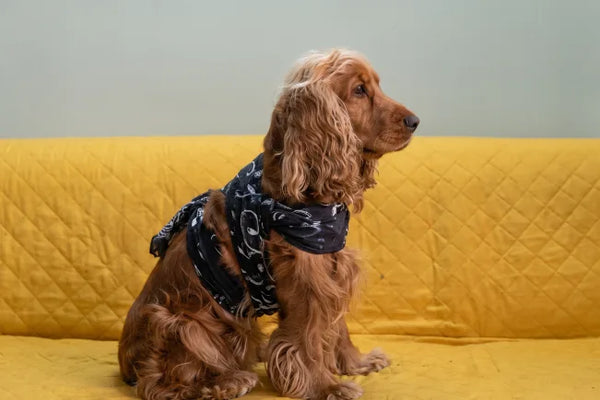 How to Make a Calming Wrap for Dogs Using a Dupatta!