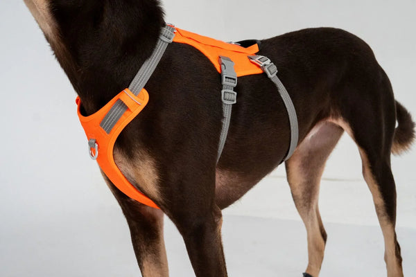 Escape-Proof Dog Harnesses: Who Needs One and How to Use It