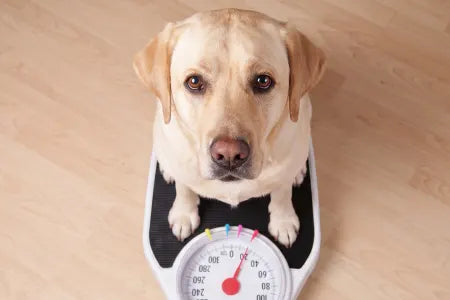 Think Your Dog Might Be Overweight? Here’s How You Can Help Them Lose Weight!