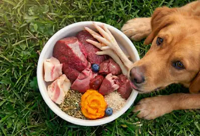 Raw Meat Diet for Dogs: Is the BARF Diet Really Safe for Dogs?