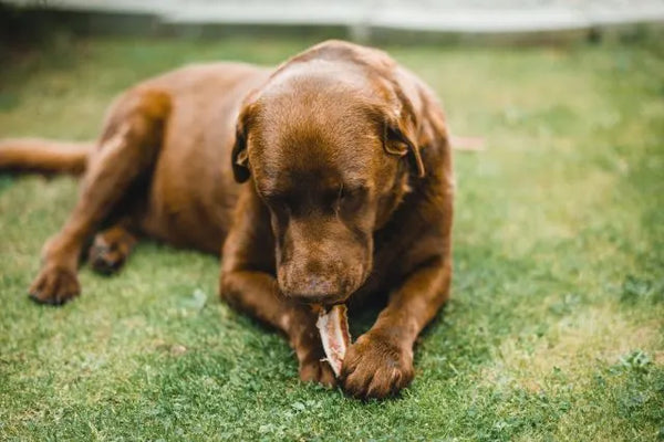 The Complete Guide to Your Senior Dog’s Diet