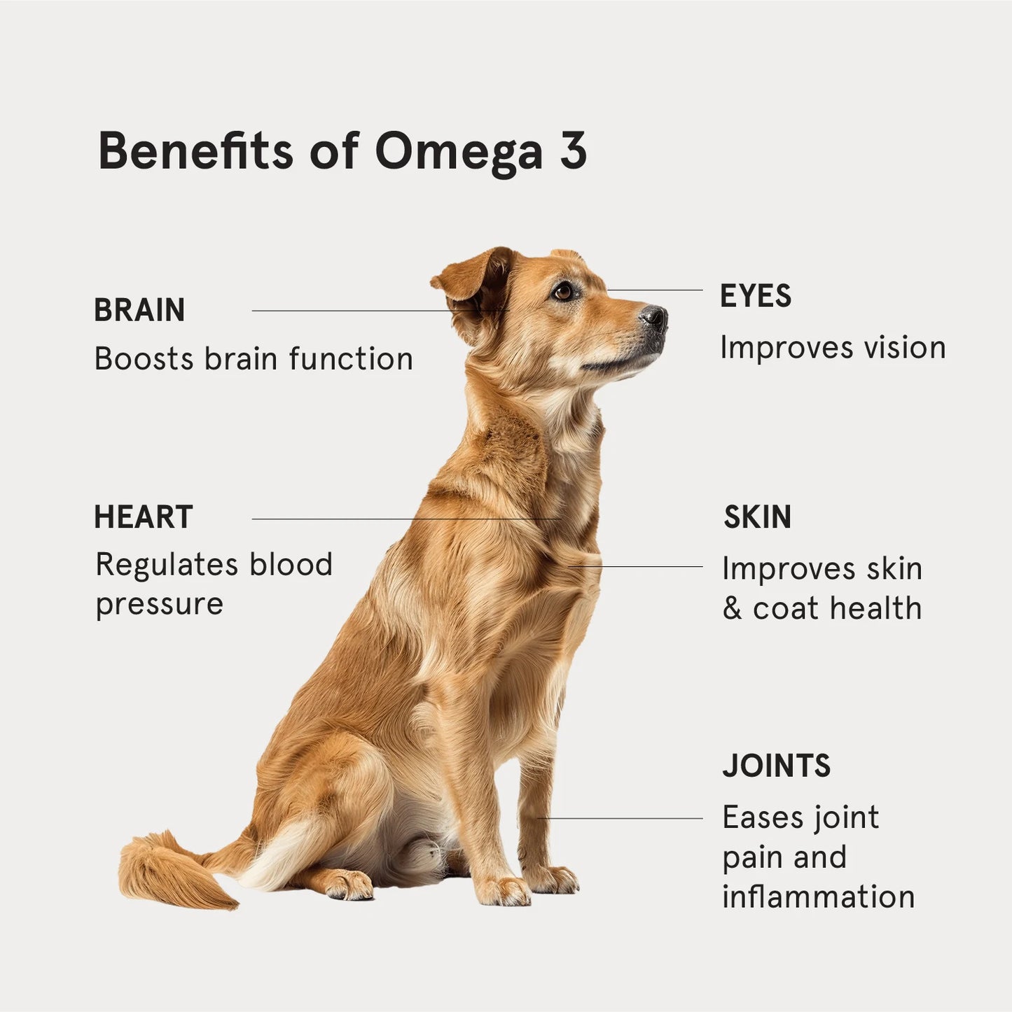 30% Omega 3 Sardine Fish Oil for Dogs, Honst