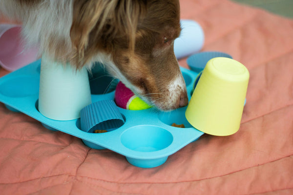 The Science of Contrafreeloading in Dogs Explained!