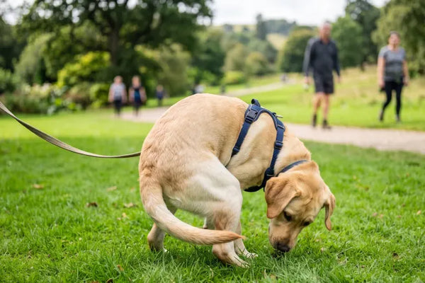 Why Do Dogs Circle Before They Poop? Canine Behaviourist Explains!