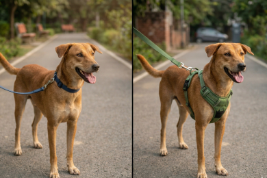 Dog Collars vs Harnesses: Which One's Right for Your Dog?