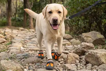 Do Dogs Need Shoes? Behaviourist Explains Key Benefits & Drawbacks!