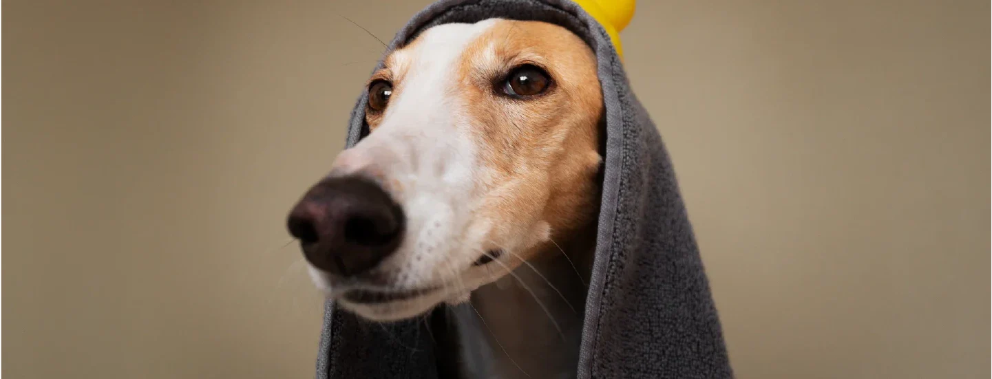 Dog Hygiene & Grooming