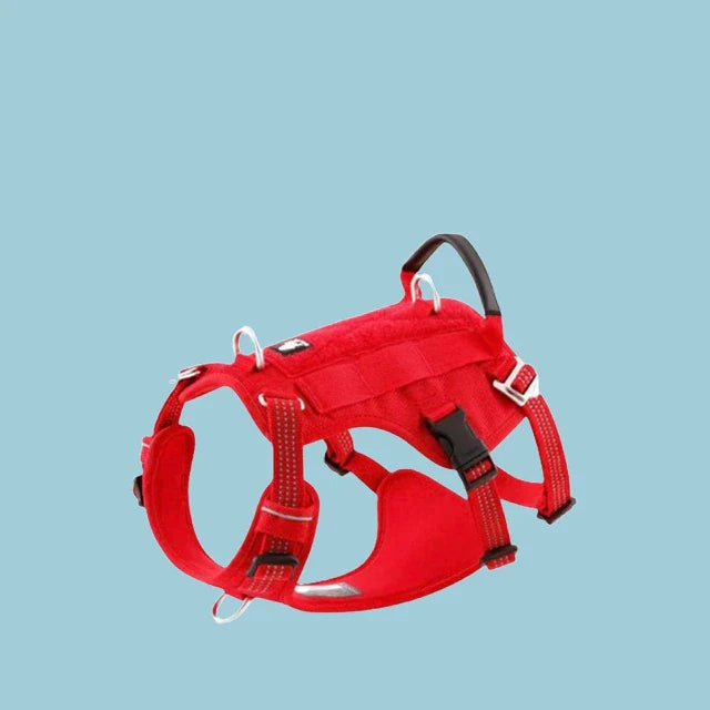 Accessories for Dogs