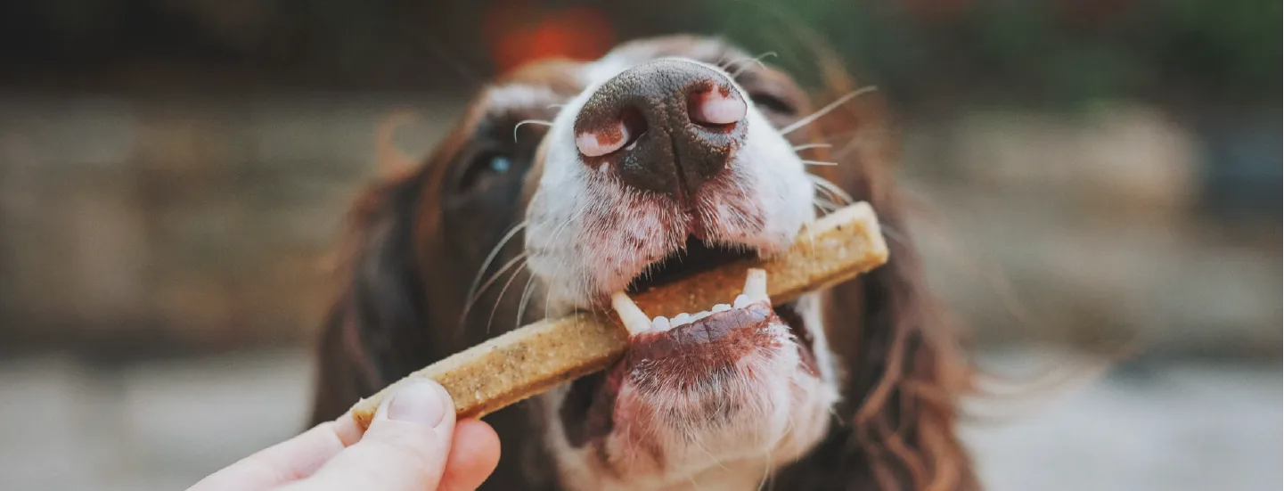 Dog Treats