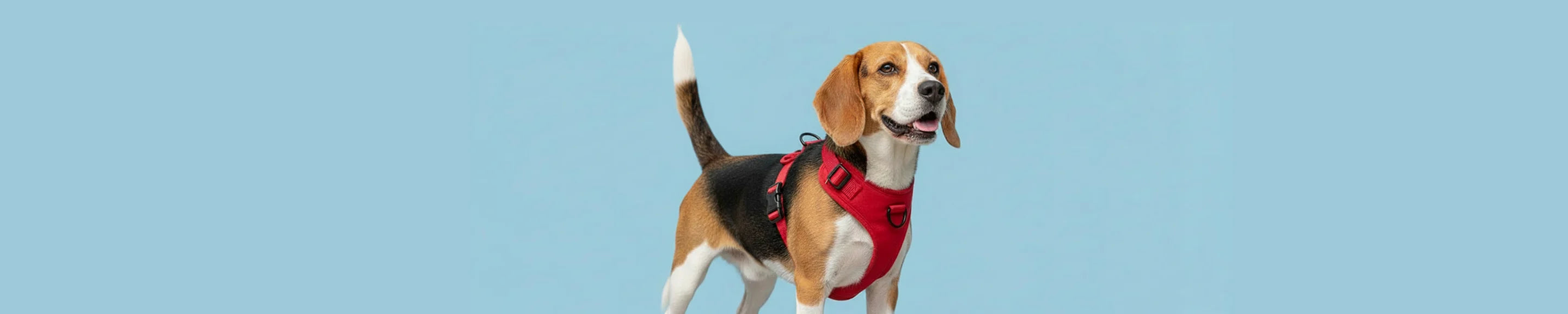 Dog wearing a red harness on a light blue background