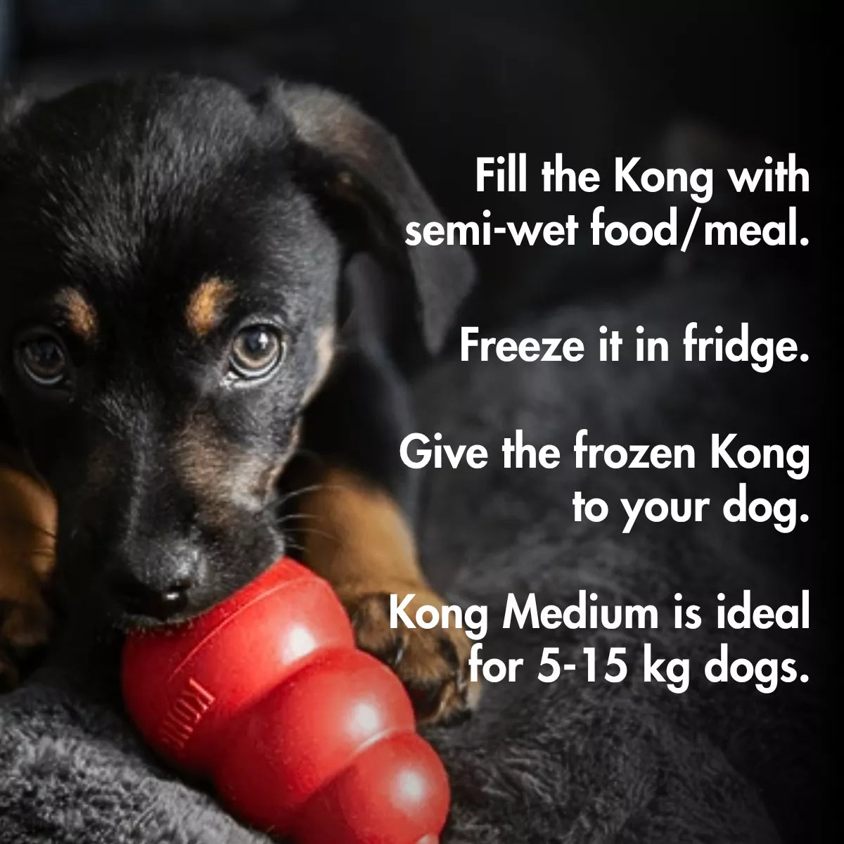Kong Classic (MEDIUM) Enrichment Toy