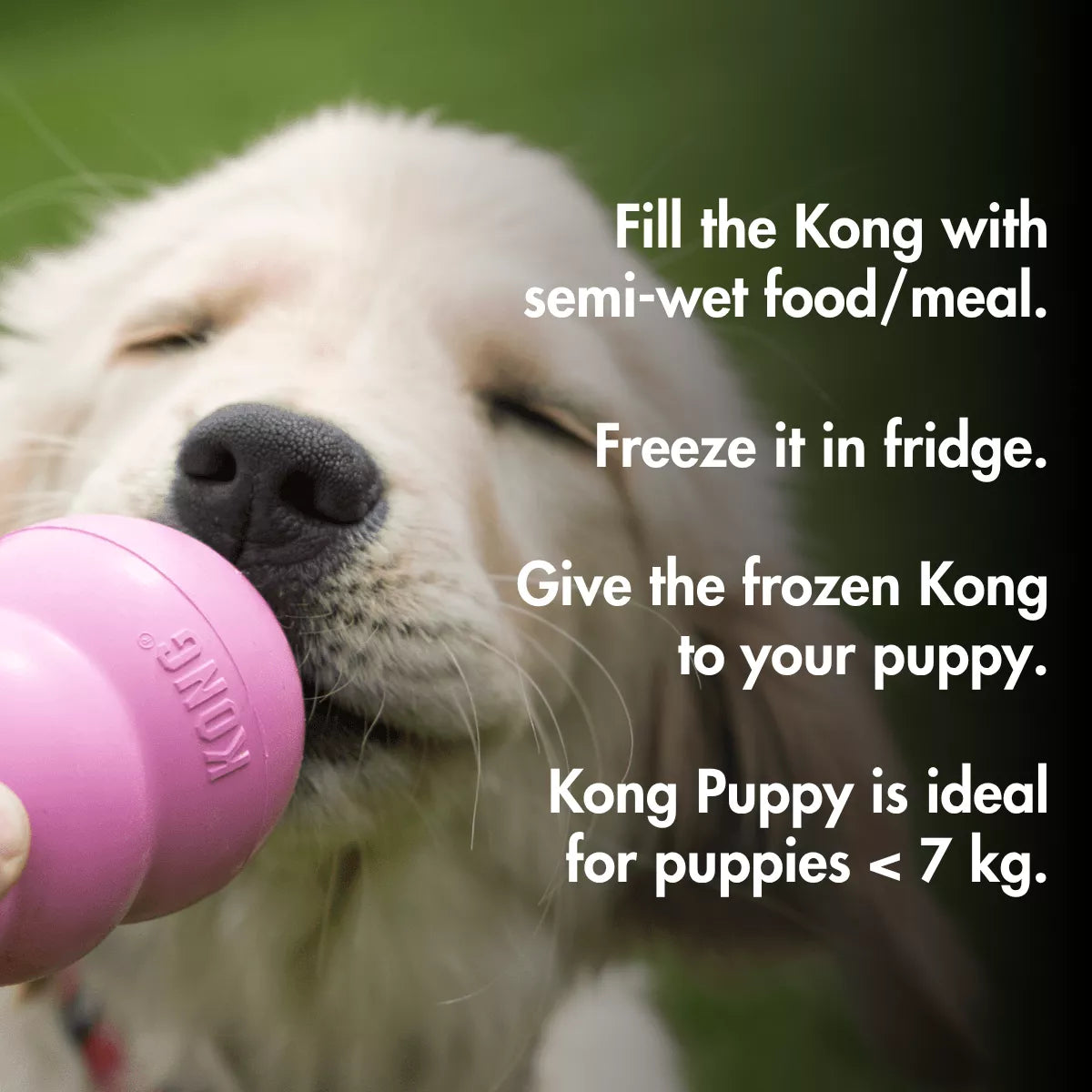Kong Classic (PUPPY) Games for Puppy
