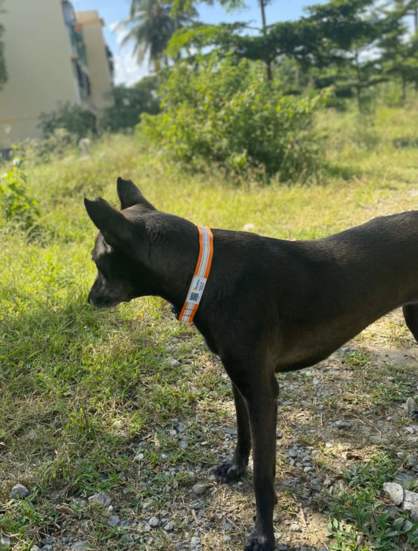 Reflective Collars with QR