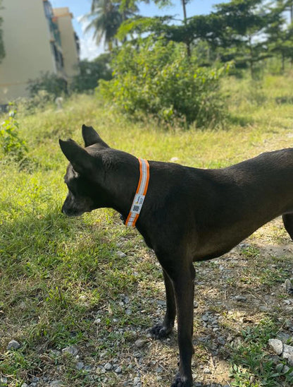 Reflective Collars with QR